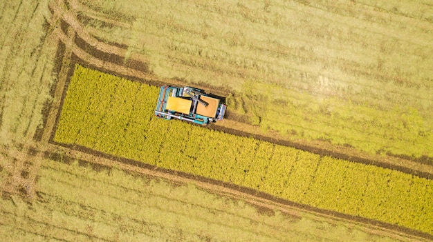 Vista superior aérea de la máquina cosechadora trabajando en el campo de arroz desde arriba