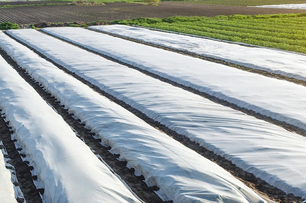 Vista superior aérea de una plantación de patatas forrada con tejido agrícola hilado hilado blanco