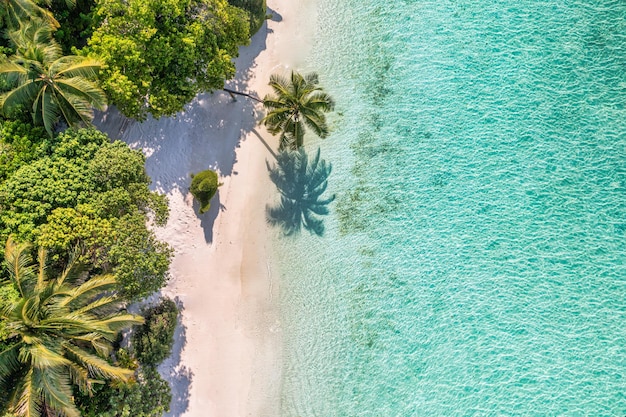 Vista superior aérea en la playa de arena. Playa tropical con mar turquesa de arena blanca, palmeras soleadas