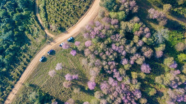 Vista superior aérea de zánganos, Pink sakura Flower o Wild Himalayan Cherry en la montaña, Tailandia invisible