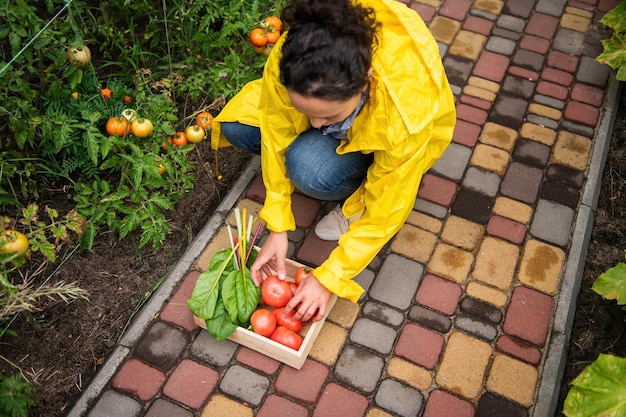 Vista superior Agricultora em capa de chuva amarela empilhando uma colheita recém-colhida de tomates maduros e suculentos em uma caixa de madeira