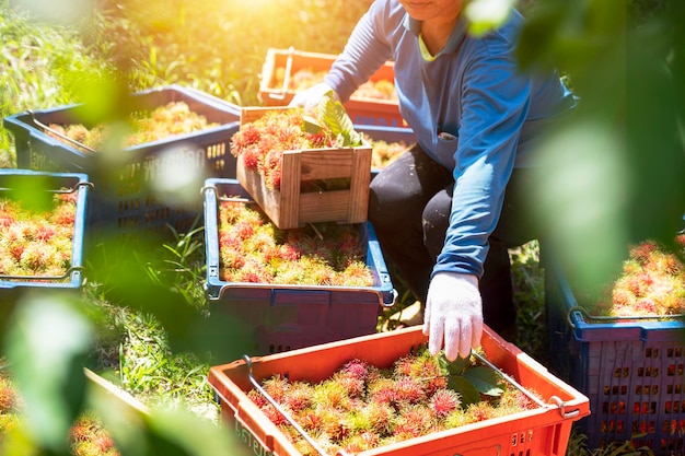 Vista superior de la agricultora sosteniendo una pila de rambután de la agricultura orgánica Plantación de rambután verde Concepto de trabajo de agricultor de rambután orgánico