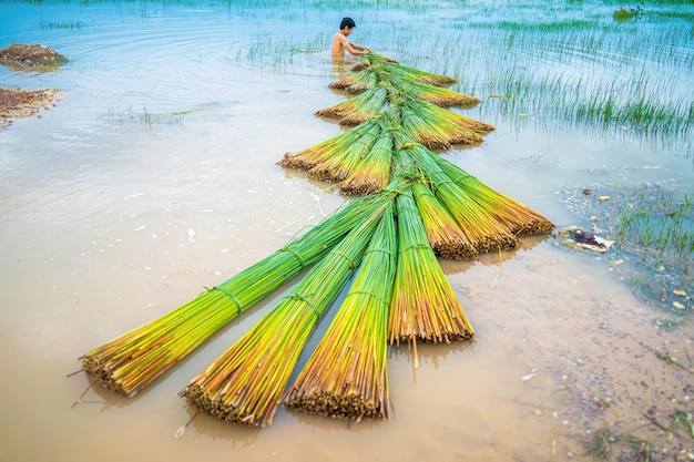 Vista superior Agricultores colhem Lepironia articulata nome vietnamita é co bang É colhido por pessoas no Delta do Mekong para fazer produtos de artesanato A grama Bang é usada para fazer produtos como canudos