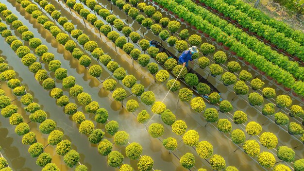 Vista superior La aldea de flores de Sa Dec en la provincia de Dong Thap la gente está cuidando de las flores para Tet Esta es la aldea más antigua especializada en el cultivo de flores en Vietnam