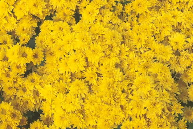 Foto vista superior amarelo fresco calêndula flor jardim fundo