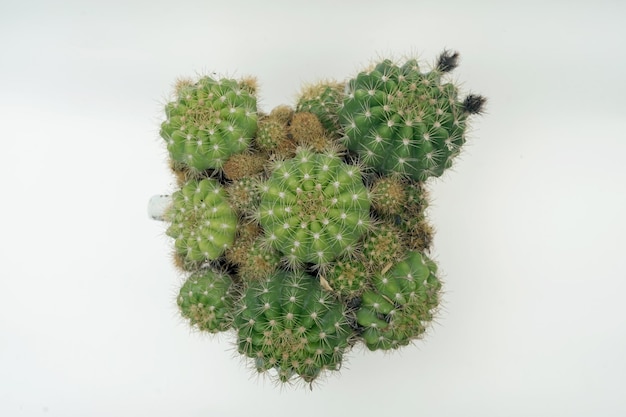 Vista superior del arreglo de cactus aislado en fondo blanco