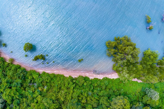 Vista superior árvores da floresta de mangue com bela superfície do mar e pequenas ondasEcosistema e conceito de ambiente saudável e fundo da natureza