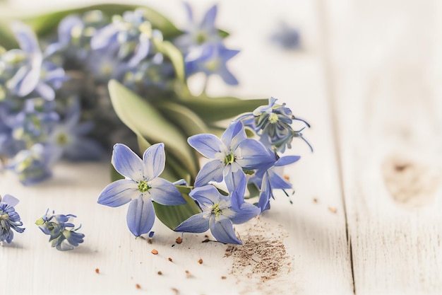 Vista superior azul Scilla flores sobre fundo branco de madeira com espaço para texto Primeiras flores da primavera Cartão de felicitações para o dia dos namorados, dia da mulher e dia das mães