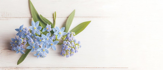 Vista superior azul Scilla flores sobre fundo branco de madeira com espaço para texto Primeiras flores da primavera Cartão de felicitações para o dia dos namorados, dia da mulher e dia das mães