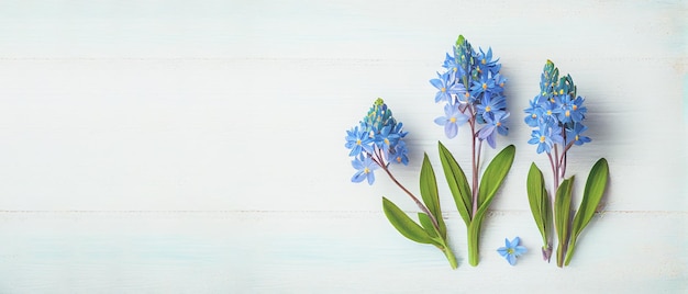 Vista superior azul Scilla flores sobre fundo branco de madeira com espaço para texto Primeiras flores da primavera Cartão de felicitações para o dia dos namorados, dia da mulher e dia das mães