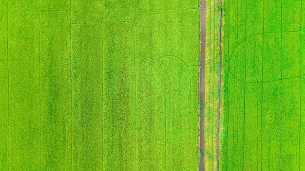 Vista superior belo campo de sementes de arroz verde dourado orelha de arroz