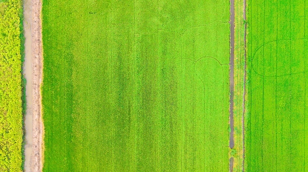 Vista superior belo campo de sementes de arroz verde dourado orelha de arroz