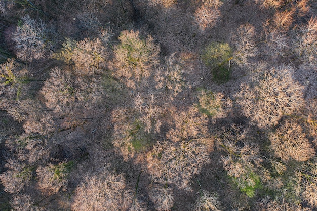 Vista superior del bosque de árboles caducifolios a principios de la primavera