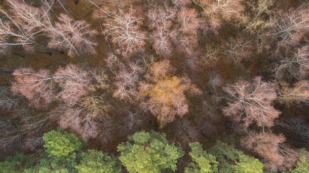 Foto vista superior de un bosque de hojas caducas y pinos a finales del otoño