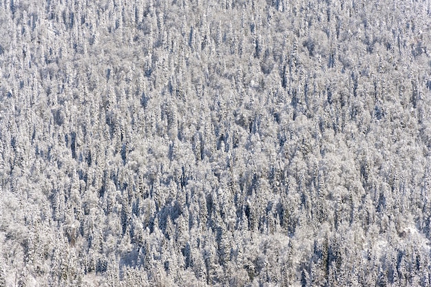 Vista superior del bosque de pinos cubierto de nieve.