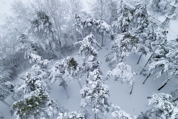 Vista superior del bosque de pinos nevados desde el trono