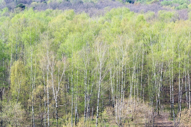 Vista superior del bosque con las primeras hojas en primavera