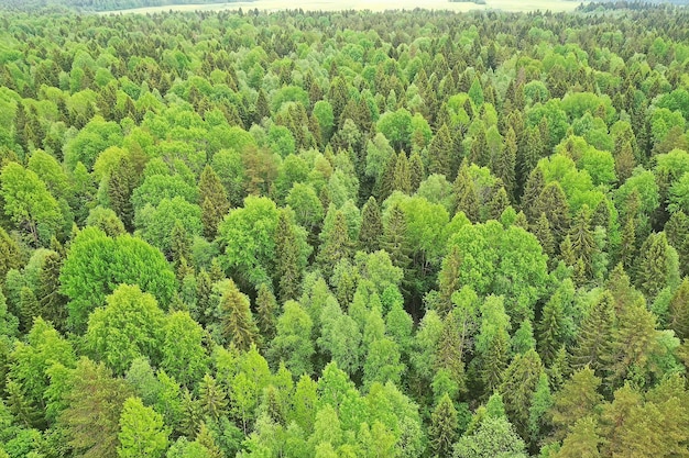 Vista superior del bosque, vista panorámica del paisaje del bosque de verano con vista aérea de quadrocopter