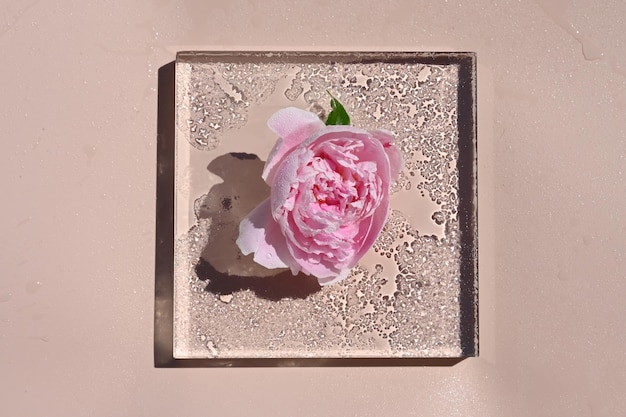 Vista superior de un brote de una peonía rosa con gota de lluvia de agua sobre un fondo pastel de podio de vidrio