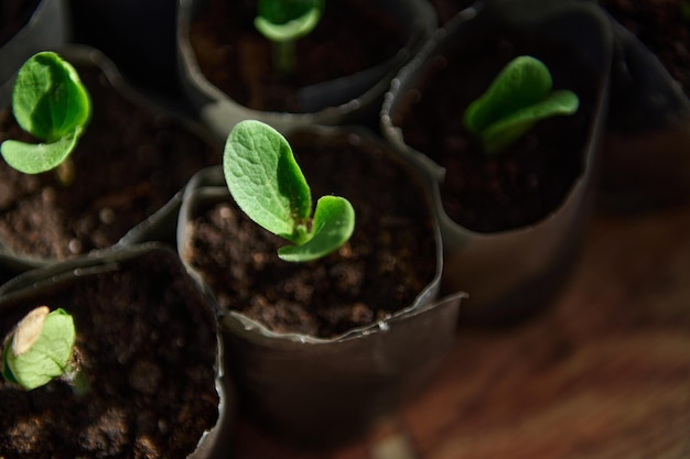 Vista superior de los brotes de calabacín cultivados en macetas con suelo negro en condiciones de invernadero