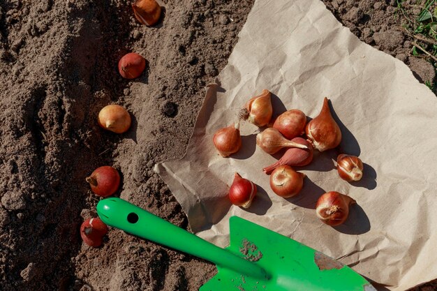 Foto vista superior de los bulbos de tulipán en el suelo antes de plantarlos en el suelo