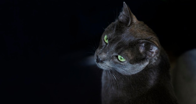 Vista superior de la cabeza de gato gris con ojos verdes Mascota sana y feliz