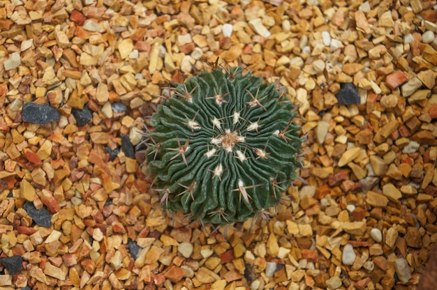 Foto vista superior de cactus de forma de círculo 2