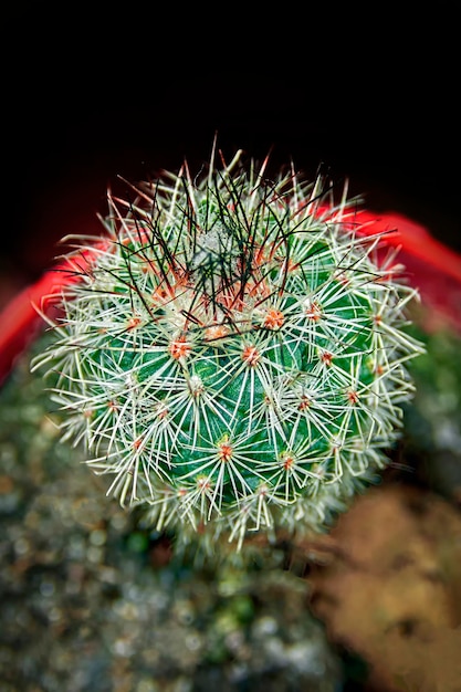 Vista superior del cactus Tubinocactus sobre fondo oscuro, primer plano. Vista superior foto cactus verde fresco en maceta, decoración exterior flor con fondo negro.