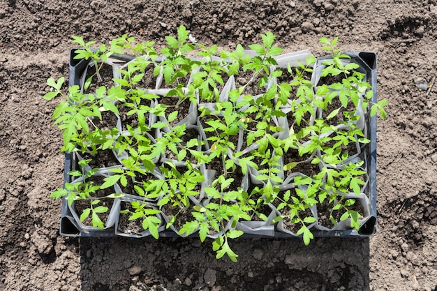 Vista superior de la caja con brotes jóvenes de planta de tomate