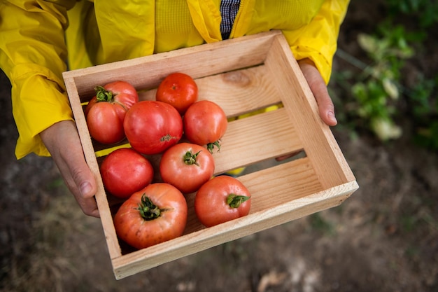 Vista superior Caja de madera con tomates caseros maduros recién recogidos en manos de un agricultor que lleva un impermeable amarillo