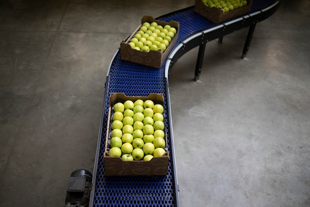 Vista superior de cajas llenas de manzanas orgánicas verdes transportadas en cinta transportadora en la fábrica de procesamiento de alimentos.