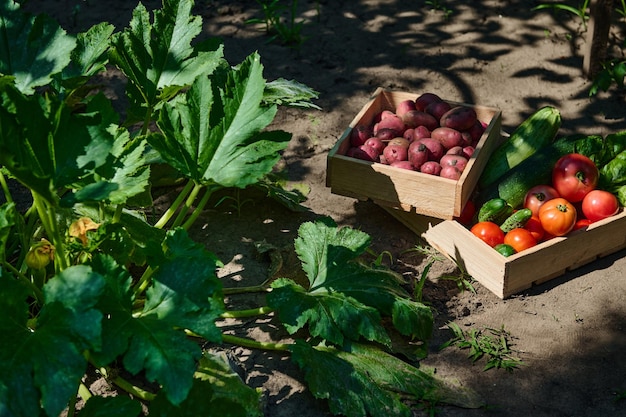 Foto vista superior de cajas de madera con verduras orgánicas de cosecha fresca en el campo agrícola junto a un arbusto de berenjena fértil