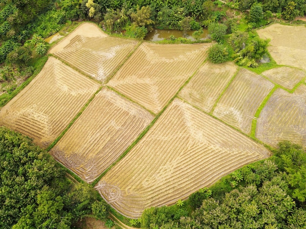 Vista superior del campo de arroz de cosecha desde arriba con cultivos agrícolas amarillos listos para cosechar, Vista aérea del área de campo de arroz, campos, granja agrícola de naturaleza, granja de vista de pájaro