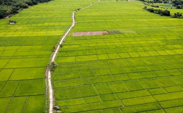 Vista superior del campo de arroz en terrazas en el norte de Tailandia Chiangmai