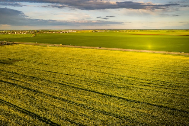 Vista superior de un campo de colza amarillo después de la lluvia en Bielorrusia, una zona agrícola.El concepto de desarrollo del sector agrícola