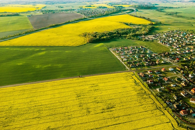 Vista superior del campo de colza amarillo y el pueblo. Un campo sembrado de colza en Bielorrusia. El pueblo es un campo de colza.