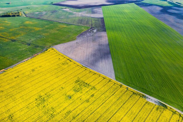 Vista superior del campo de colza amarillo y el pueblo.