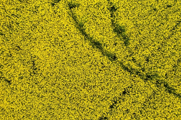 Vista superior del campo de colza en flor desde un dron