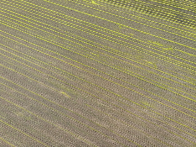 Vista superior de un campo cultivado verde. Plantación sembrada con semillas. Vista aérea