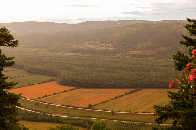 Vista superior del campo cultivado.