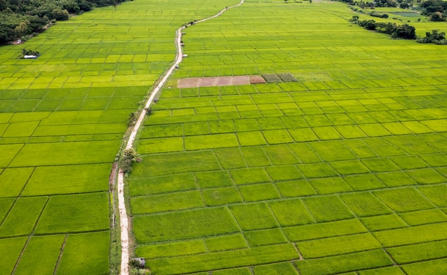 Vista superior Campo de arroz em socalcos em Chiangmai, norte da Tailândia