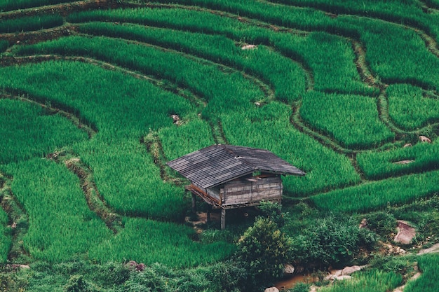 Vista superior Campo de arroz em socalcos em Chiangmai, norte da Tailândia