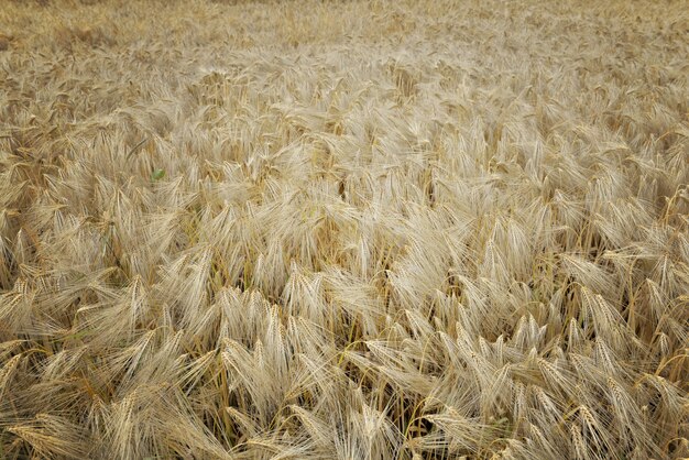 Vista superior en campo de grano texturizado