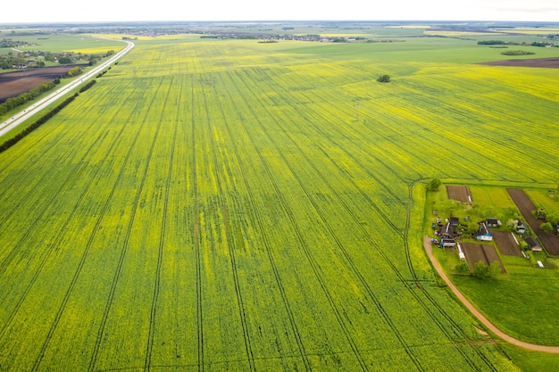 Vista superior de un campo verde sembrado y una pequeña aldea en Bielorrusia. Campos agrícolas en el pueblo.