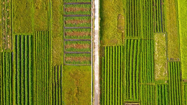 Vista superior de los campos de arroz con un camino de fundición en el medio