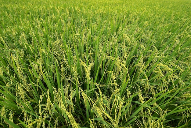 Vista superior de campos de arroz dorados campos de arroz con arrozales dorados campos de arroz en Tailandia