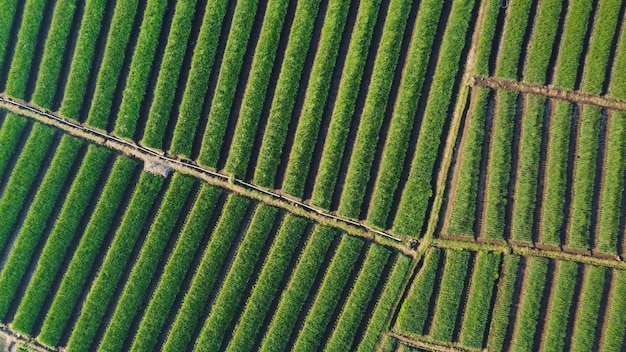 Foto vista superior de campos de cebolla formando un patrón.