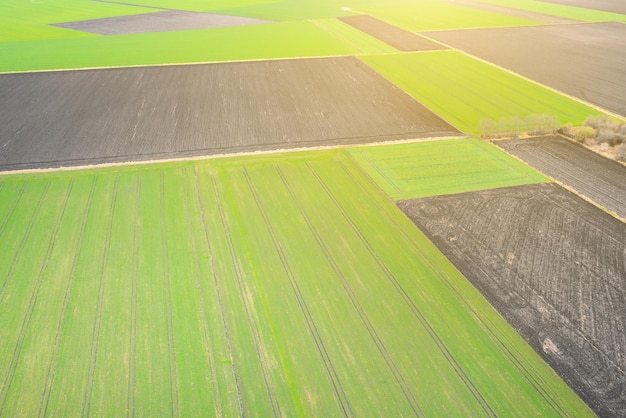 Vista superior de campos verdes de drone