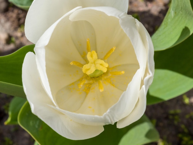 Vista superior de un capullo de tulipán en flor Pétalos de flores blancas Cerrar