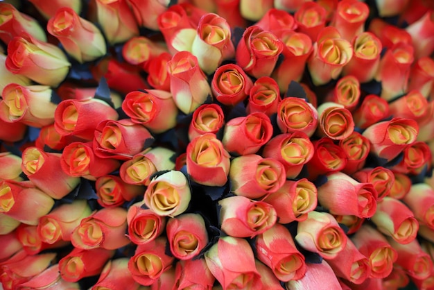 Vista superior de capullos de rosas blancas bellamente pintados de rosa